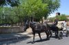 pasacalles-feria_ecuestre_de_la_primavera2017_(23).jpg